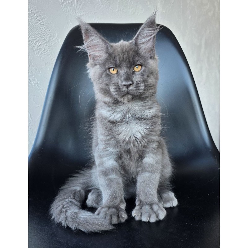 Maine Coon EZ Randolf