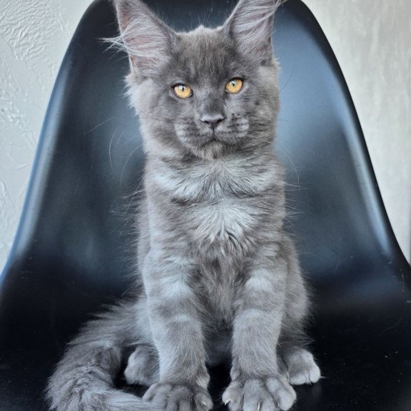 Maine Coon EZ Randolf