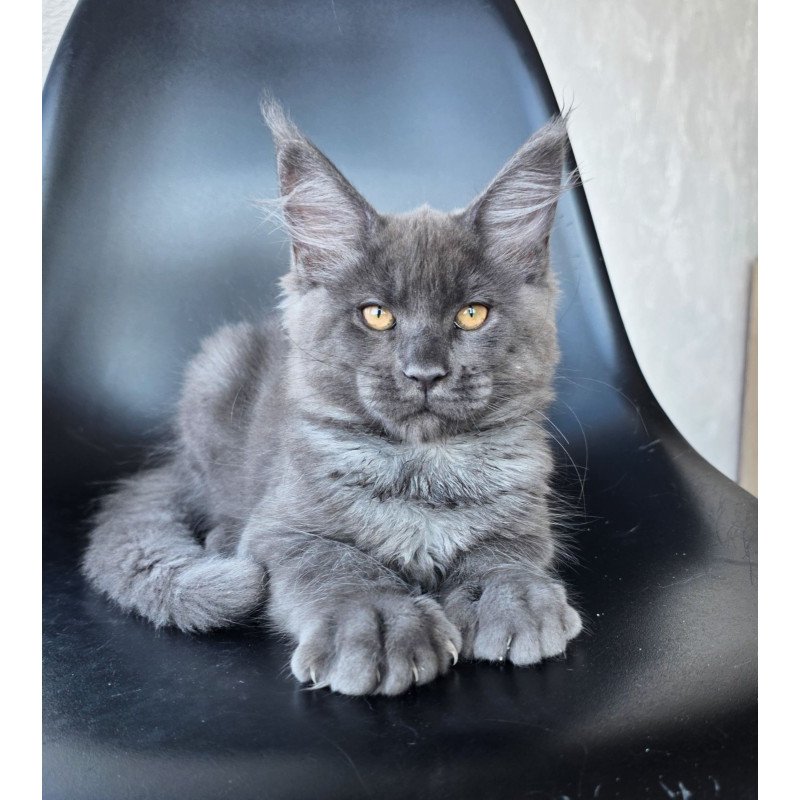 Maine Coon EZ Randolf