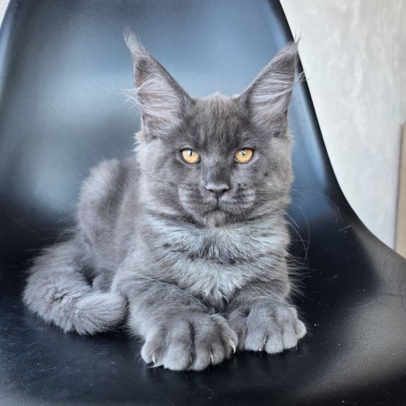 Maine Coon EZ Randolf