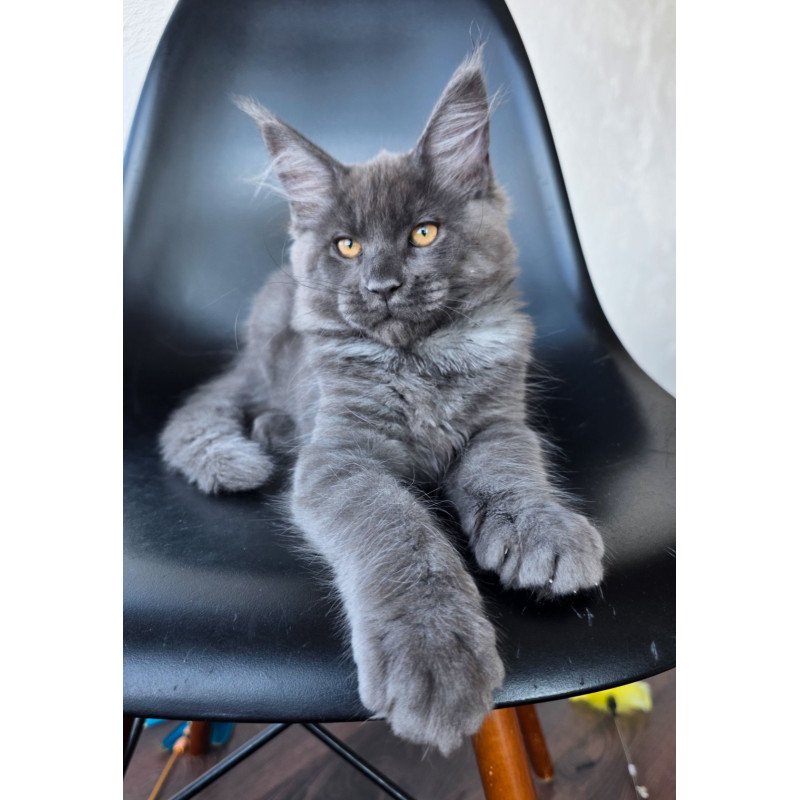 Maine Coon EZ Randolf