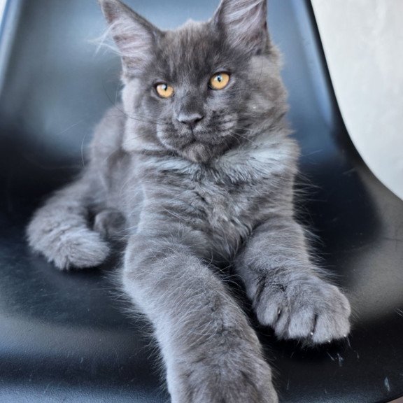 Maine Coon EZ Randolf