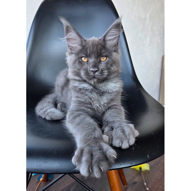Maine Coon EZ Randolf