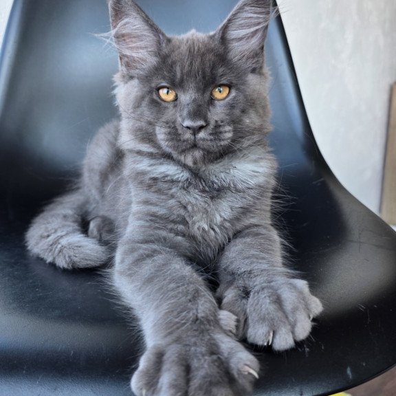Maine Coon EZ Randolf
