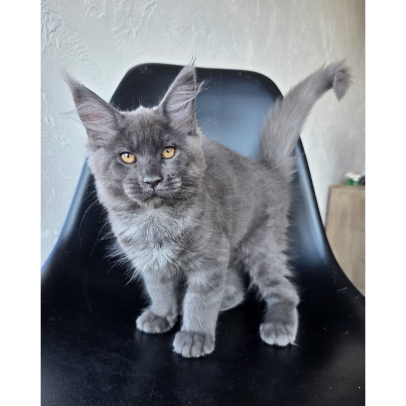 Maine Coon EZ Randolf