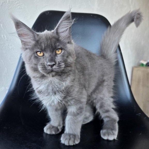 Maine Coon EZ Randolf