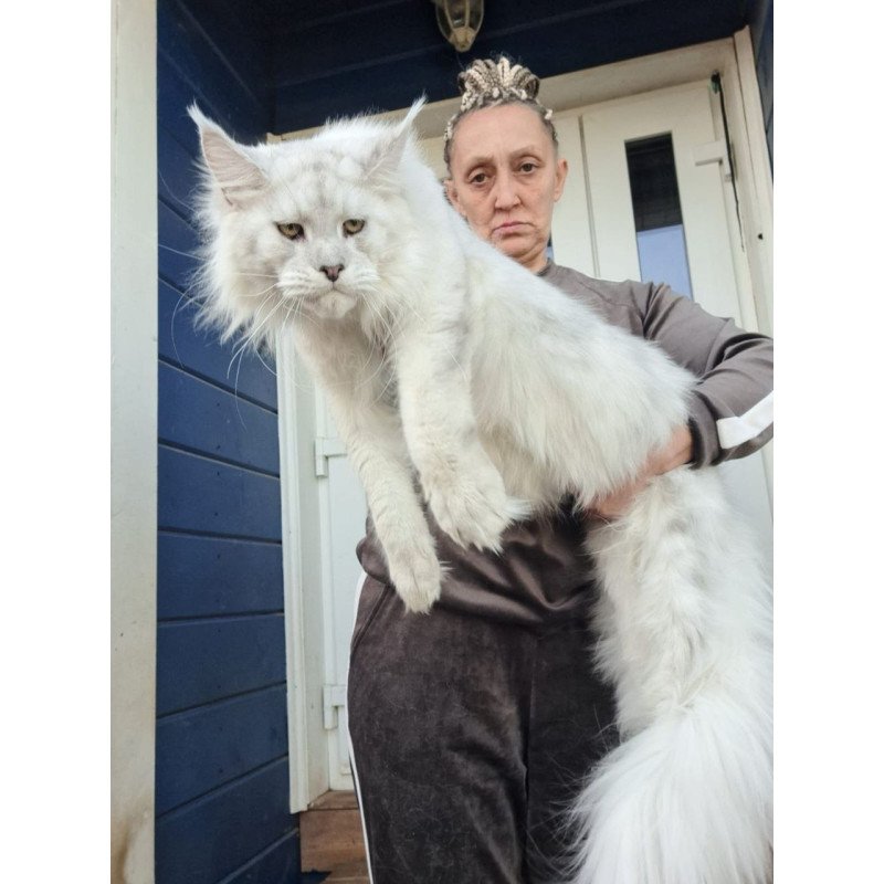 Maine Coon AP Kefir