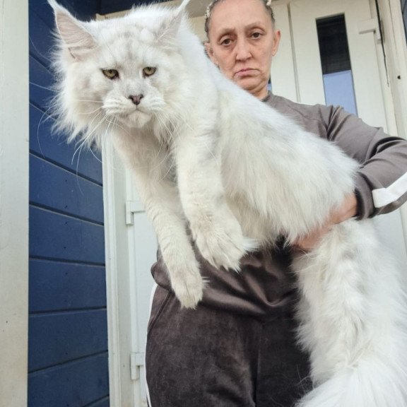 Maine Coon AP Kefir