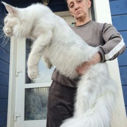Maine Coon AP Kefir