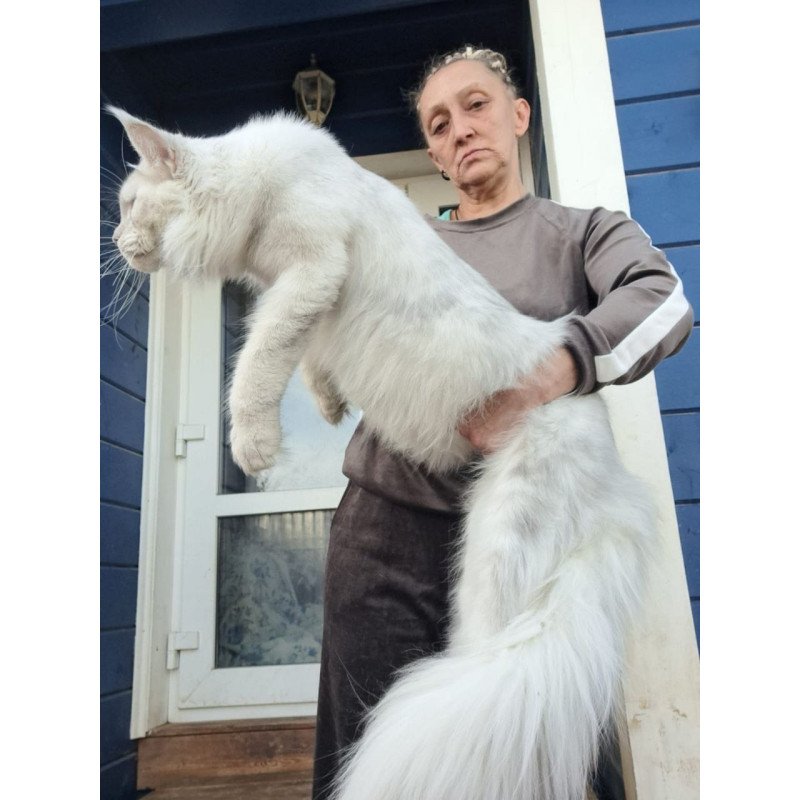 Maine Coon AP Kefir