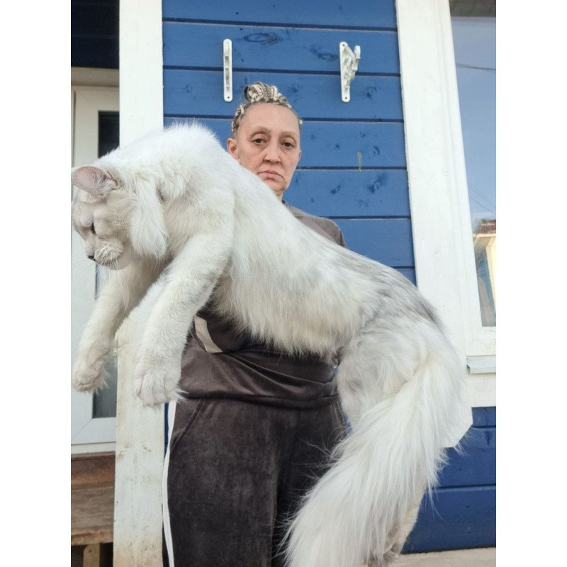 Maine Coon AP Kefir