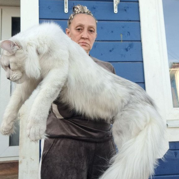 Maine Coon AP Kefir