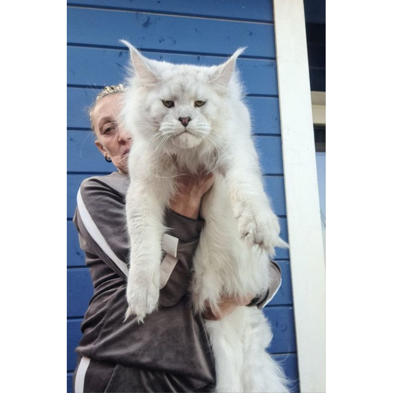Maine Coon AP Kefir