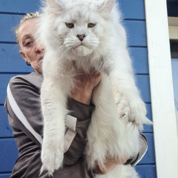 Maine Coon AP Kefir