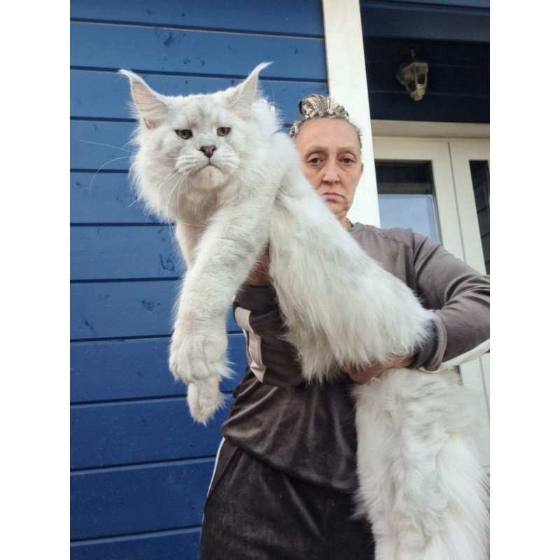Maine Coon AP Kefir