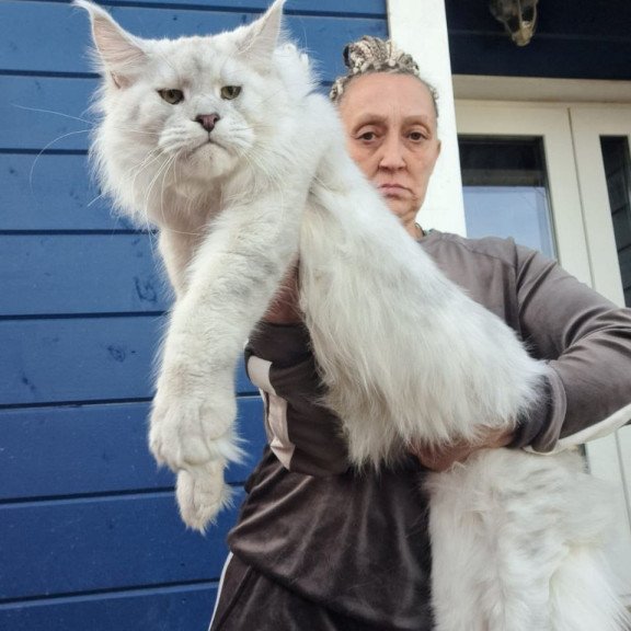 Maine Coon AP Kefir
