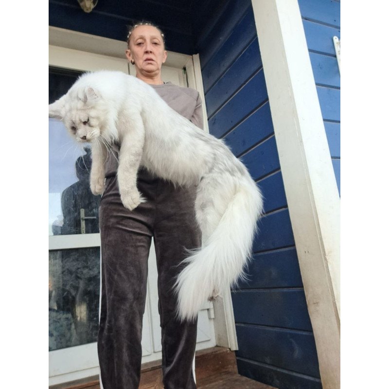 Maine Coon AP Kefir