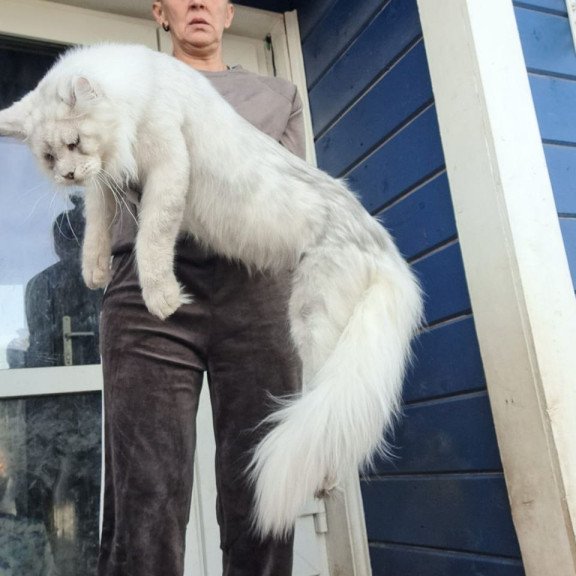Maine Coon AP Kefir