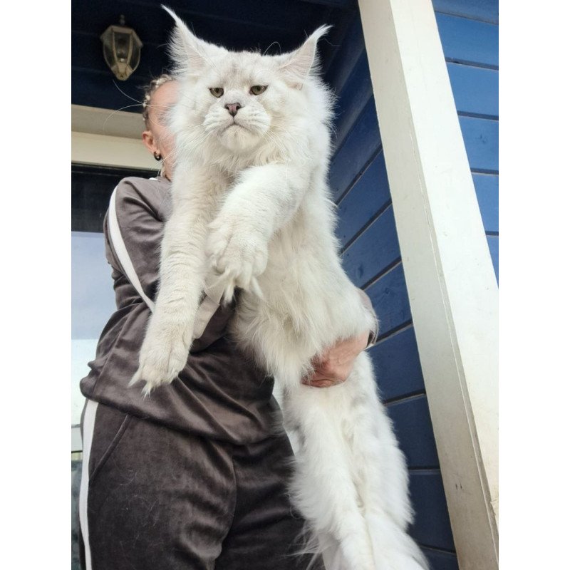 Maine Coon AP Kefir
