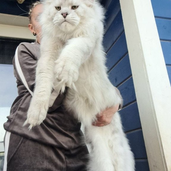 Maine Coon AP Kefir