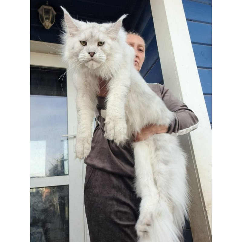 Maine Coon AP Kefir