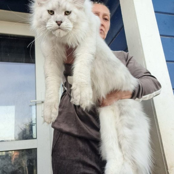 Maine Coon AP Kefir