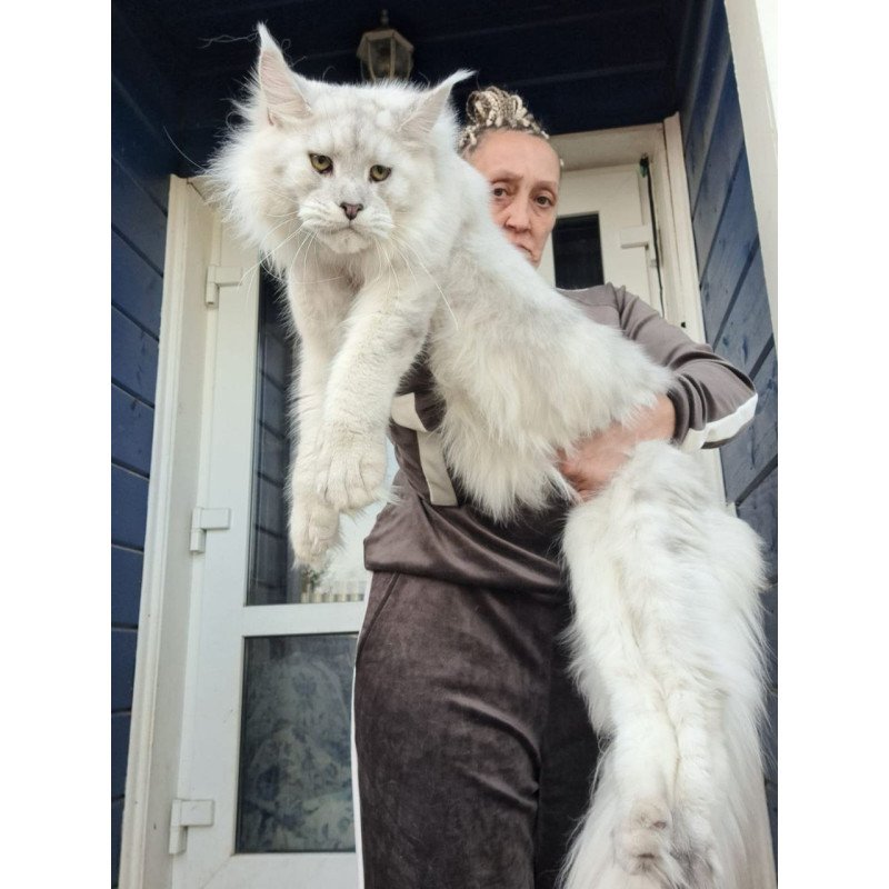 Maine Coon AP Kefir