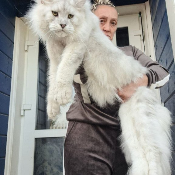 Maine Coon AP Kefir