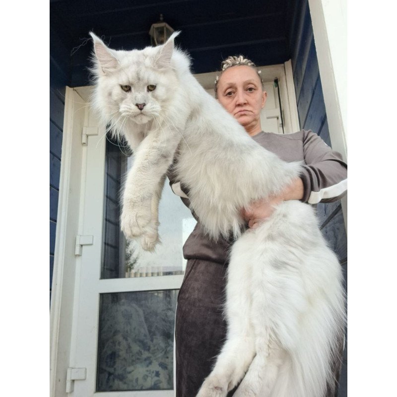 Maine Coon AP Kefir