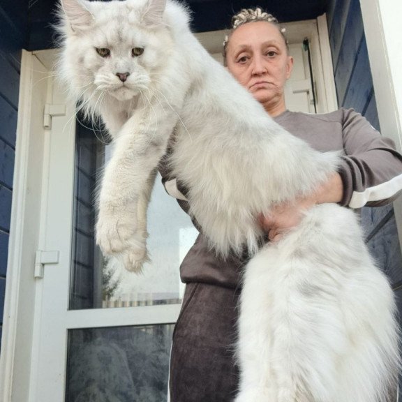 Maine Coon AP Kefir