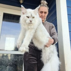 Maine Coon AP Komrad