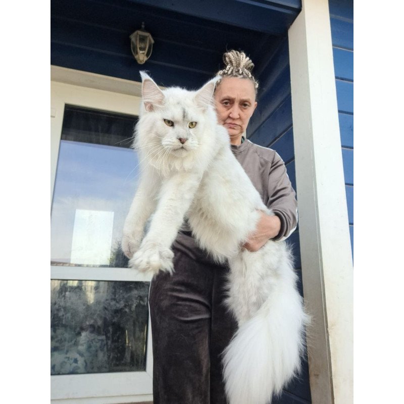 Maine Coon AP Komrad