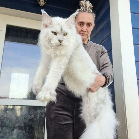 Maine Coon AP Komrad