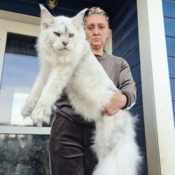 Maine Coon AP Komrad