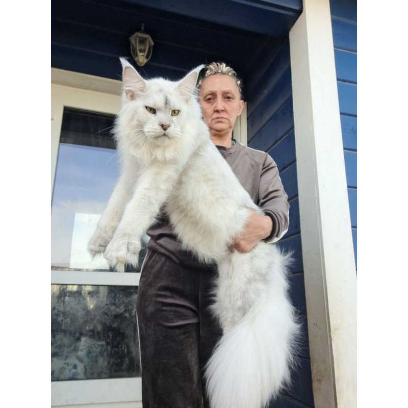 Maine Coon AP Komrad