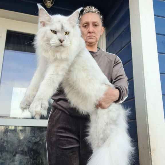 Maine Coon AP Komrad