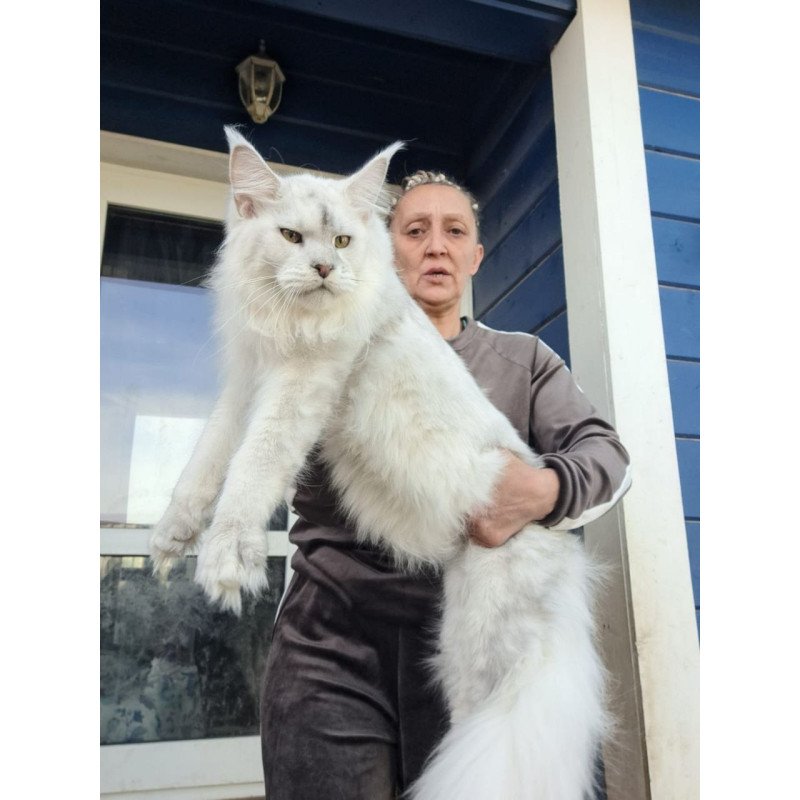 Maine Coon AP Komrad
