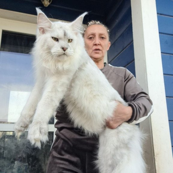 Maine Coon AP Komrad