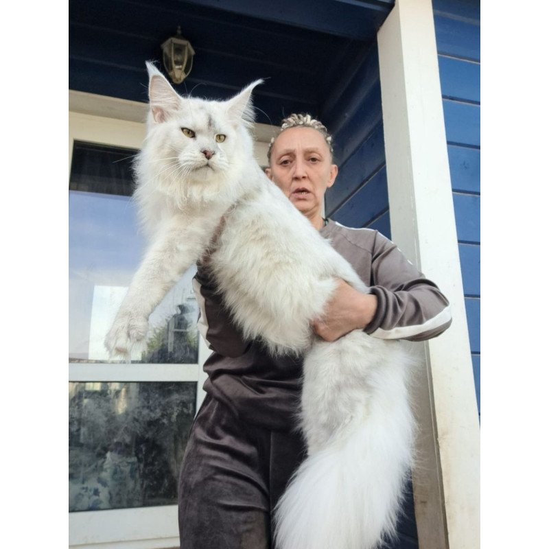 Maine Coon AP Komrad
