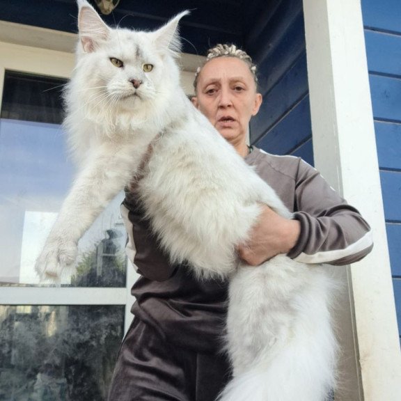 Maine Coon AP Komrad