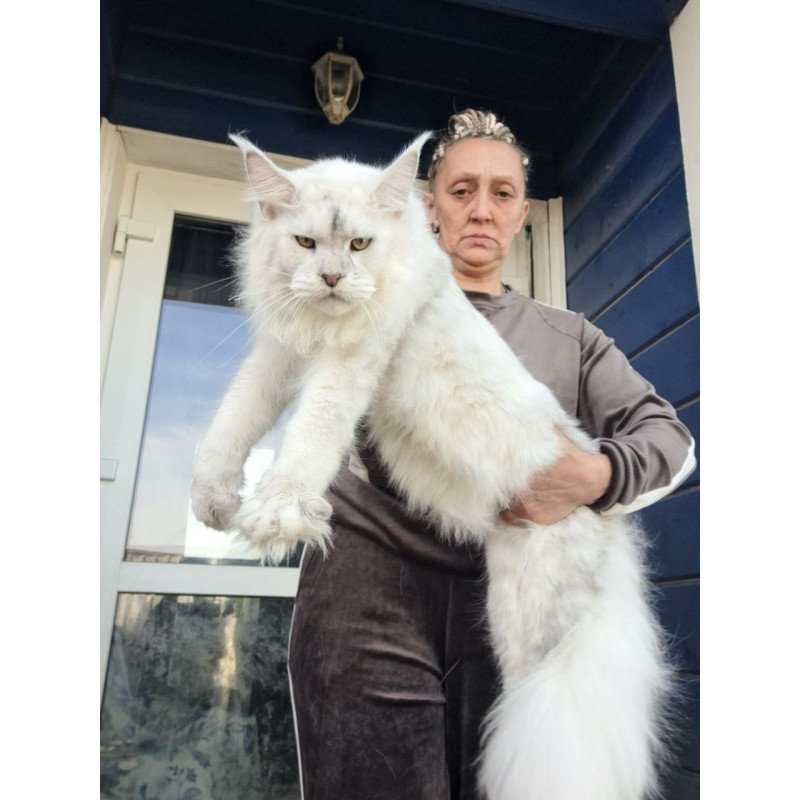 Maine Coon AP Komrad