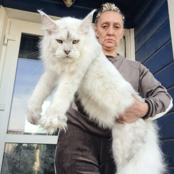 Maine Coon AP Komrad