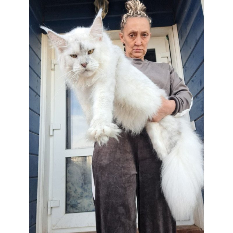 Maine Coon AP Komrad