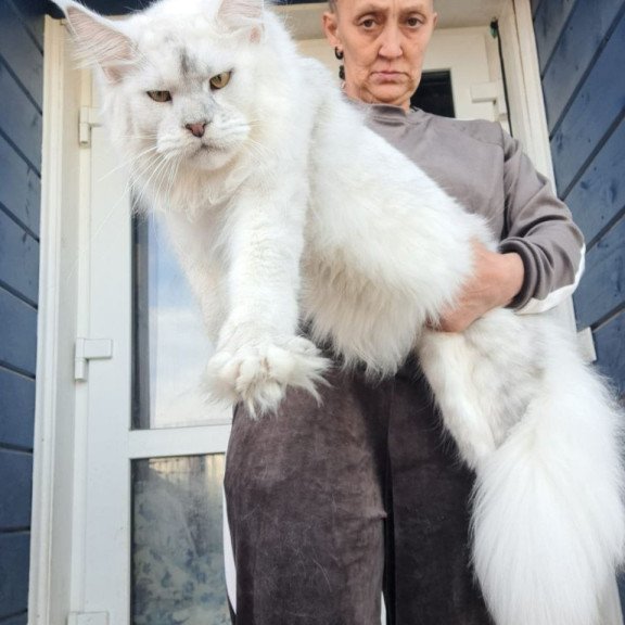 Maine Coon AP Komrad