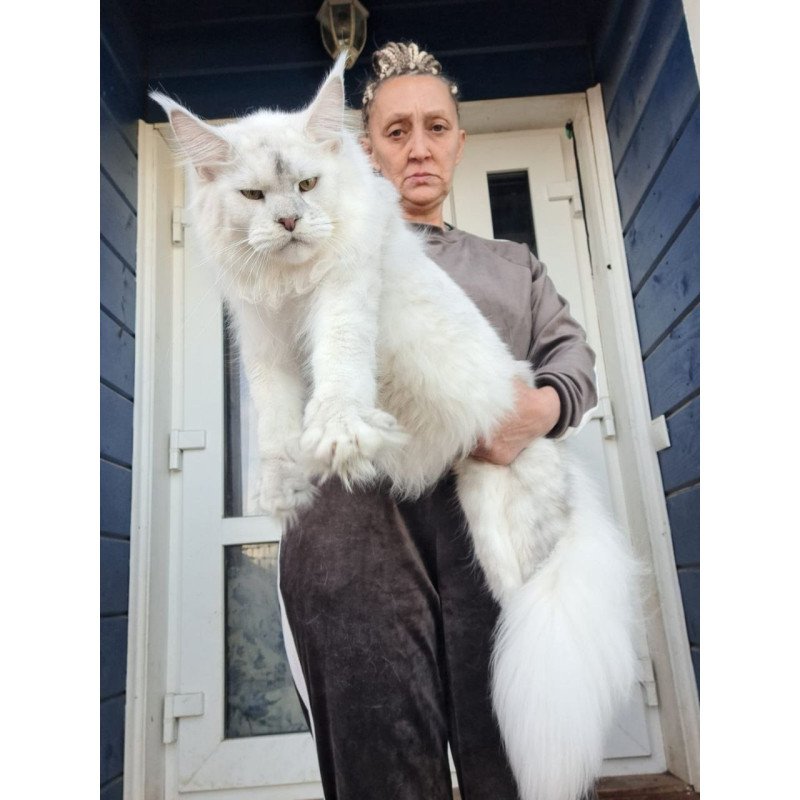 Maine Coon AP Komrad