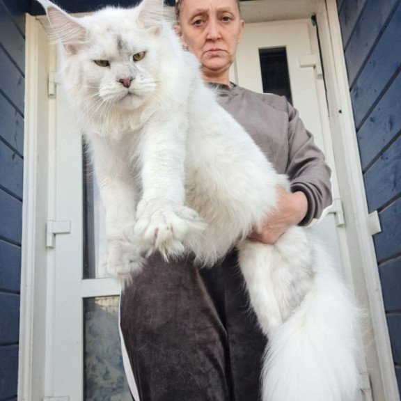 Maine Coon AP Komrad