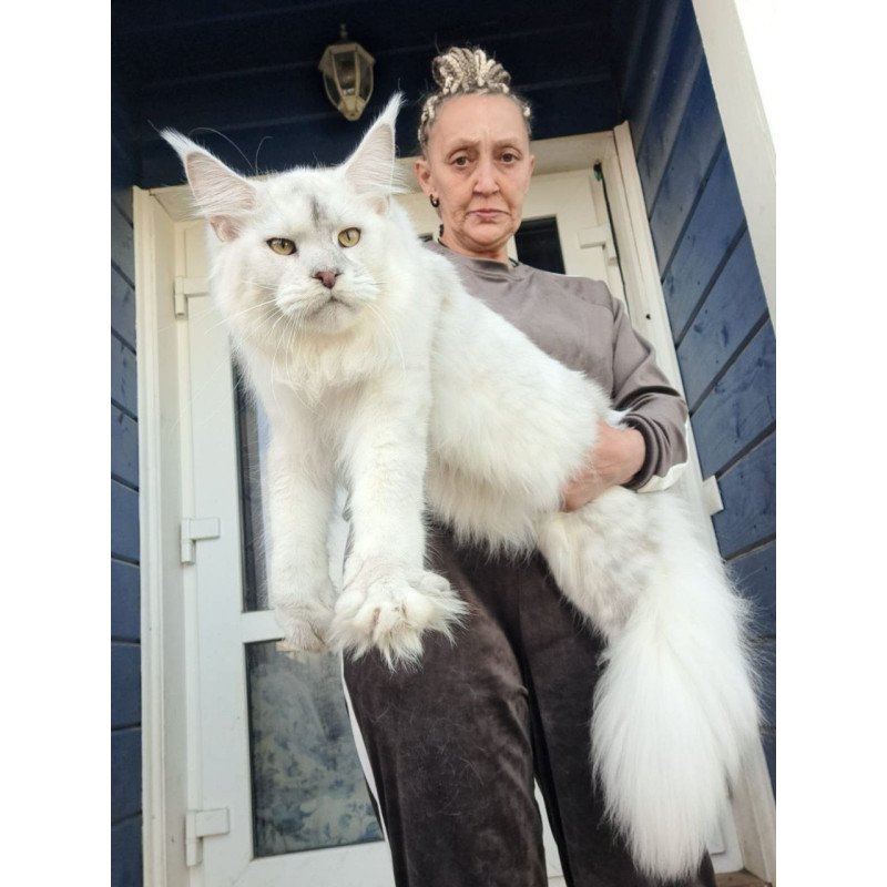 Maine Coon AP Komrad