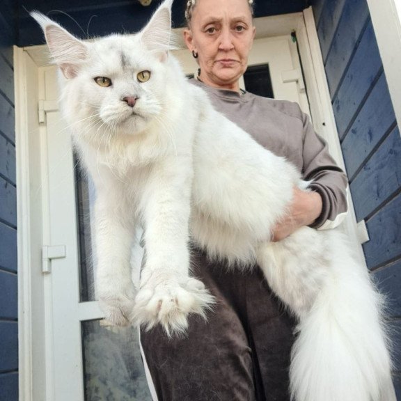Maine Coon AP Komrad