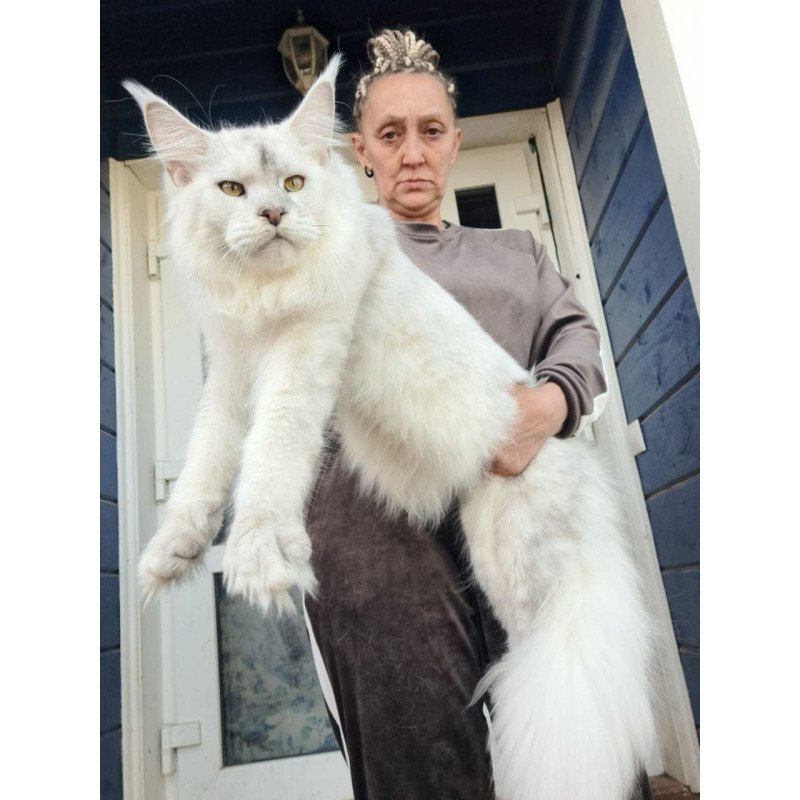 Maine Coon AP Komrad