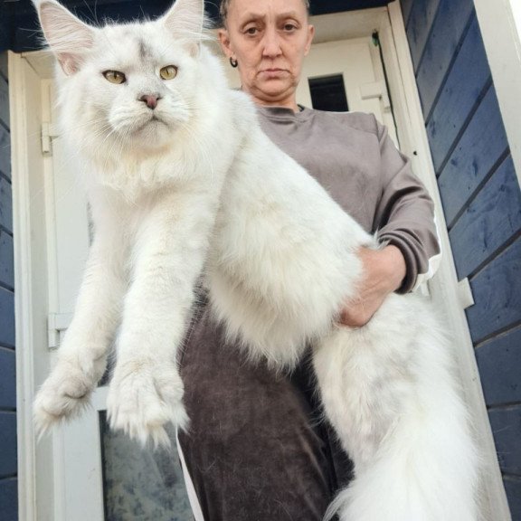 Maine Coon AP Komrad